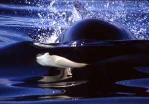 Orca Close Up Off Vancouver Island